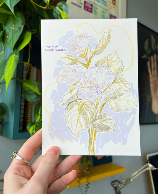 Hydrangea Bloom Print